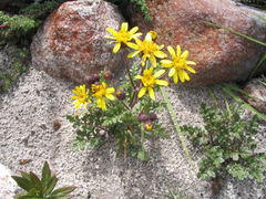Senecio chrysanthemoides