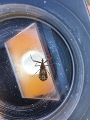 Acholla multispinosa