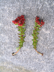 Rhodiola himalensis