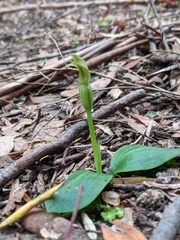 Chiloglottis cornuta