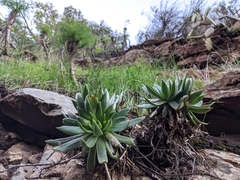 Dudleya candelabrum