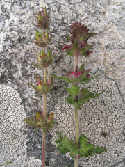 Pedicularis mollis