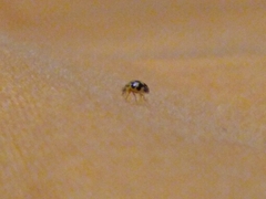 Psyllobora vigintimaculata
