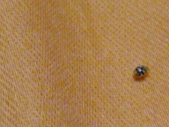 Psyllobora vigintimaculata