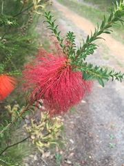 Melaleuca sparsa