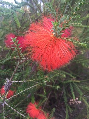 Melaleuca sparsa