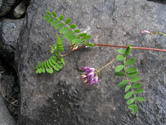 Astragalus himalayanus