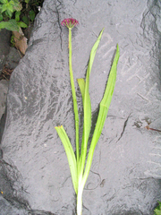 Allium wallichii