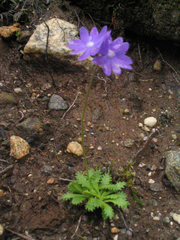 Primula primulina