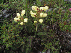 Pedicularis scullyana