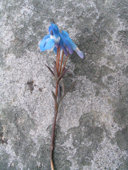 Corydalis cashmeriana