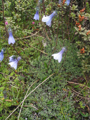 Codonopsis thalictrifolia