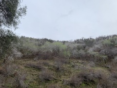 Aesculus californica