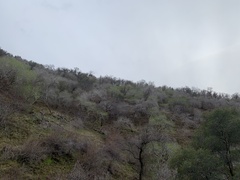 Aesculus californica