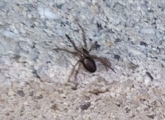 Araneae