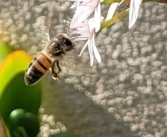 Apis mellifera