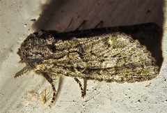 Copivaleria grotei