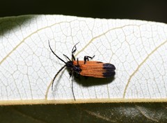 Synchonnus clientulus