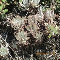 Dudleya virens