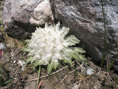 Saussurea gossipiphora