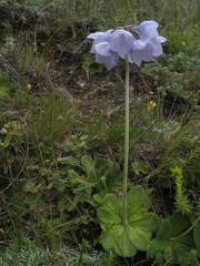 Primula wollastonii