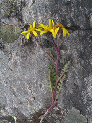 Senecio chrysanthemoides