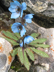 Meconopsis horridula