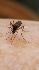 Aedes vigilax