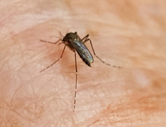 Aedes vigilax