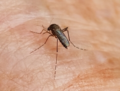 Aedes vigilax