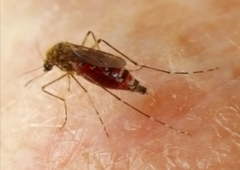 Aedes vigilax