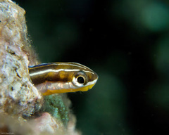 Plagiotremus goslinei