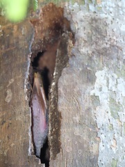 Lophoceros alboterminatus