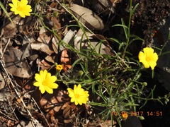 Croptilon hookerianum