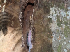 Lophoceros alboterminatus