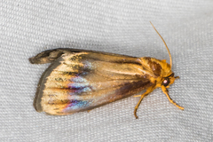 Eulithosia plesioglauca