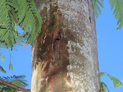 Lophoceros alboterminatus