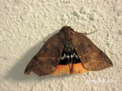 Thyas juno