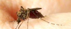 Aedes vigilax