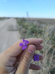 Delphinium consolida paniculatum