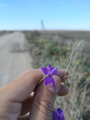 Delphinium consolida paniculatum
