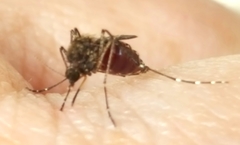 Aedes vigilax