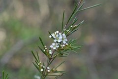 Baeckea linifolia