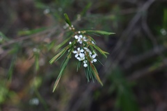 Baeckea linifolia