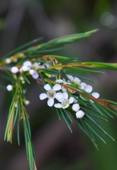 Baeckea linifolia