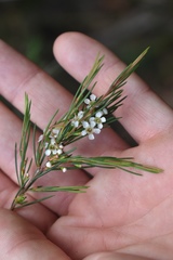 Baeckea linifolia