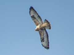 Buteo lagopus