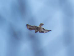 Buteo lagopus