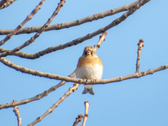 Fringilla montifringilla