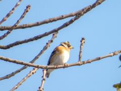 Fringilla montifringilla